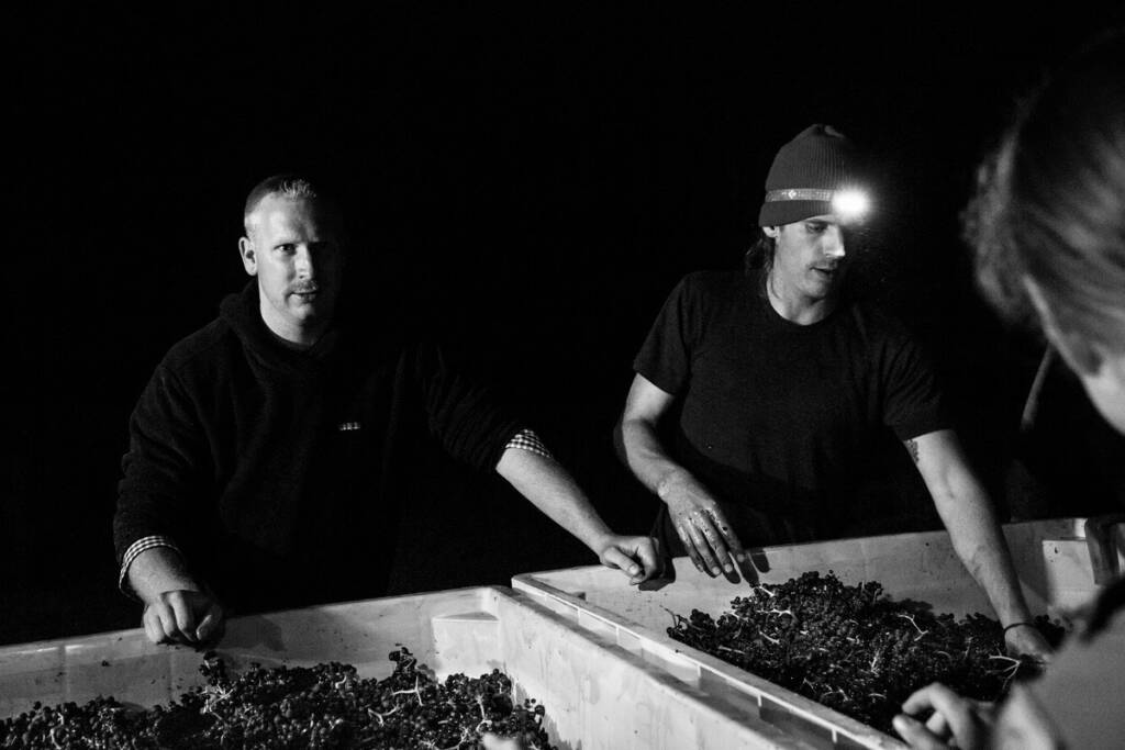 Carlo & Dante Mondavi handpicking grapes