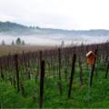 Sonoma Wineries