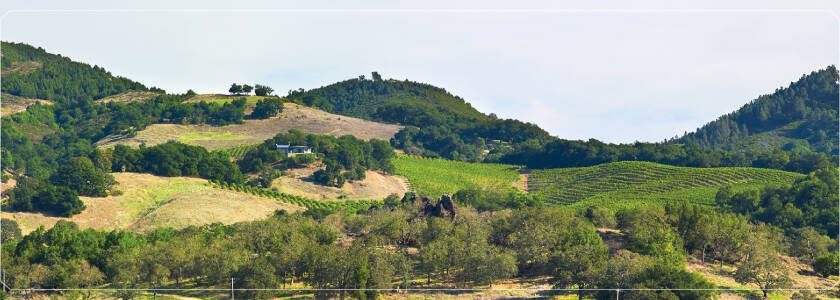 Kamen Vineyard